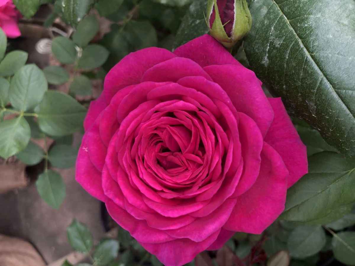 Роза чайно-гибридная Шакира 1 шт